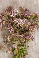 Similar image 2923959