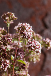 Similar image 2923973