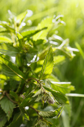 Similar image 2923985