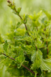 Similar image 2923986