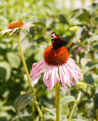 Similar image 2924056