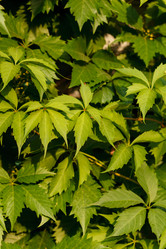 Similar image 2924075