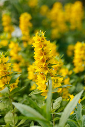 Similar image 2924076