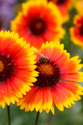 Similar image 2924082