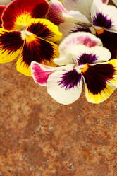 Similar image 2924086