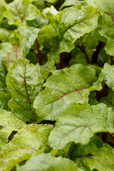 Similar image 2924093