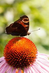 Similar image 2924095