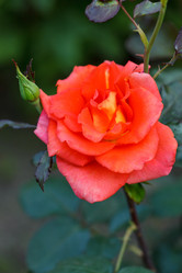 Similar image 2924140