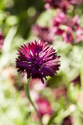 Similar image 2924326