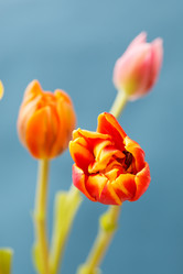 Similar image 2924852