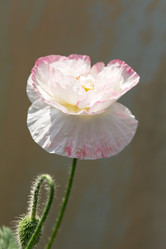 Similar image 2924860