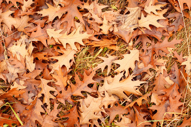 Similar image 2924953