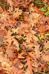 Similar image 2925223