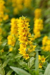 Similar image 2927617