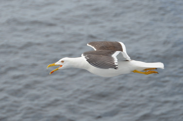 Similar image 2927700