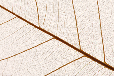 Similar image 2927896