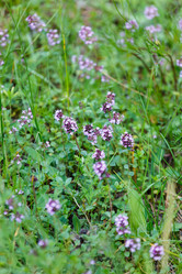 Similar image 2927979