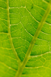 Similar image 2928031