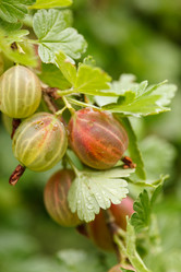 Similar image 2928097