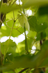 Similar image 2928100