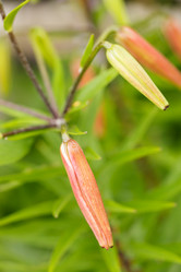 Similar image 2928105