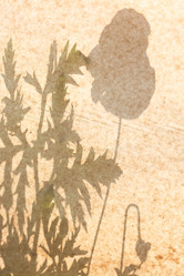 Similar image 2928136