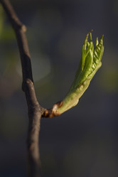 Similar image 2928207