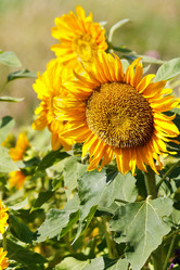 Similar image 2928218