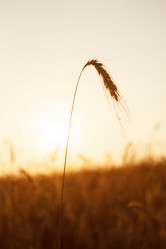 Similar image 2928226