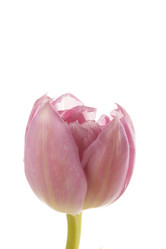 Similar image 2928350