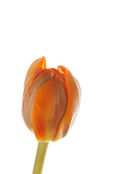 Similar image 2928354