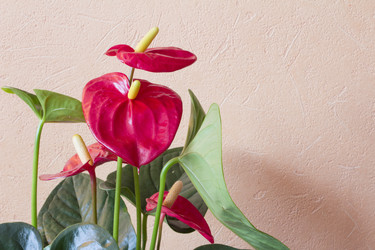 Similar image 2928855