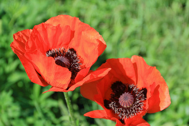 Similar image 2932449