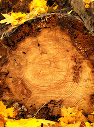 Similar image 2932650