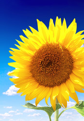 Similar image 2932656