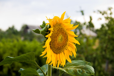 Similar image 2932795