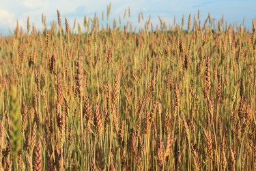 Similar image 2932837