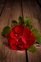 Similar image 2933229