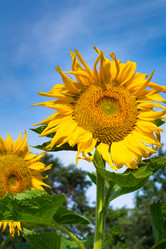 Similar image 2933266