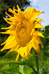 Similar image 2933288