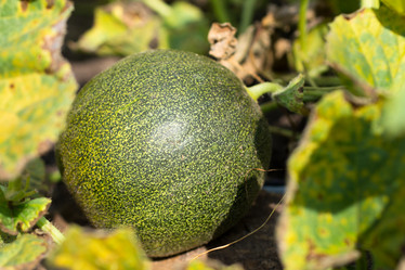 Similar image 2933291