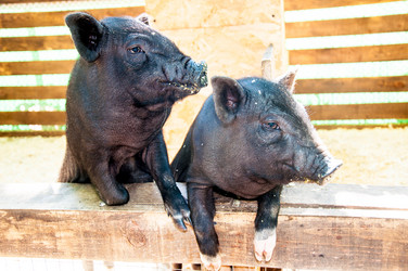 Similar image 2933491