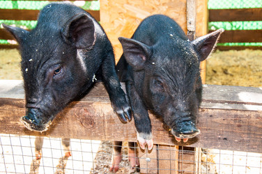 Similar image 2933492