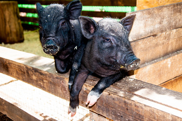 Similar image 2933493