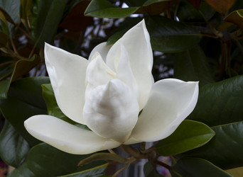 Similar image 2933708