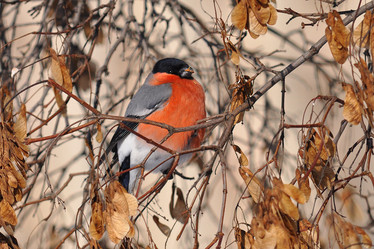 Similar image 2935583