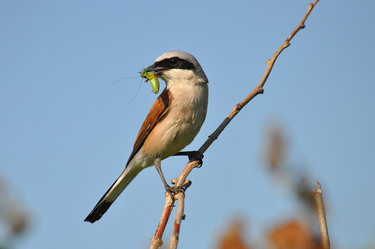 Similar image 2935585