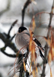 Similar image 2937468