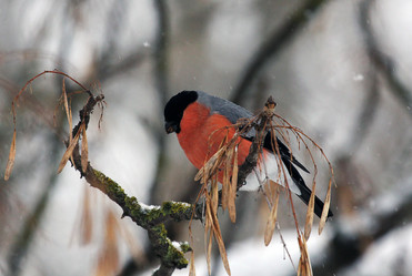 Similar image 2937470