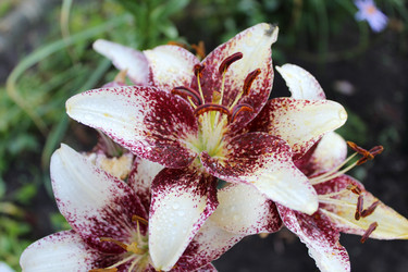 Similar image 2937841